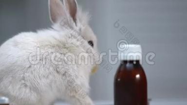 可爱的兔子嗅药瓶，宠物治疗，<strong>疾病预防</strong>